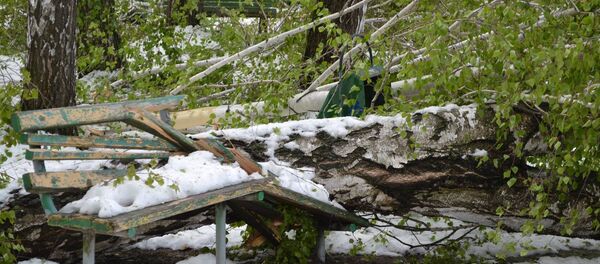 Grădina Botanică din Chișinău după ninsorile din 20-21 aprilie 2017 - Sputnik Moldova