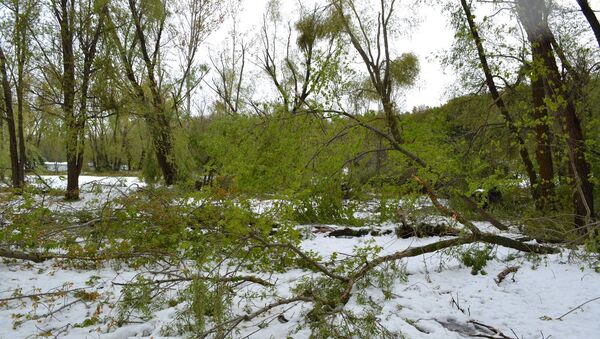 Grădina Botanică din Chișinău după ninsorile din 20-21 aprilie 2017 - Sputnik Moldova-România