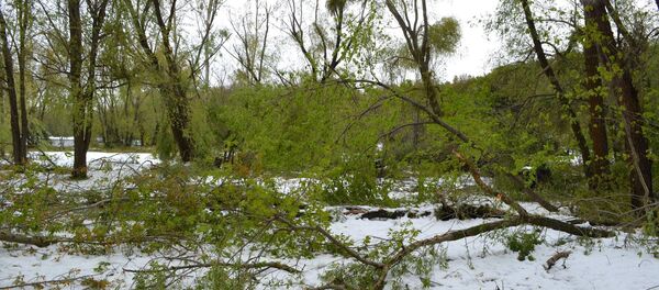 Grădina Botanică din Chișinău după ninsorile din 20-21 aprilie 2017 - Sputnik Moldova-România