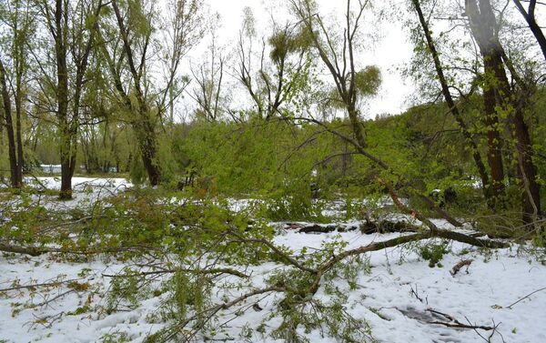 Последствия снегопада в Ботаническом саду в Кишиневе - Sputnik Молдова