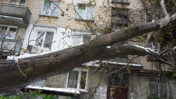 В столичном секторе Ботаника на улице Дечебал в любой момент на пятиэтажку может рухнуть дерево - Sputnik Молдова