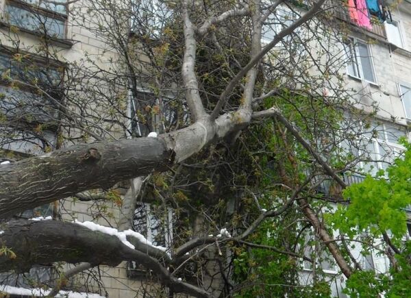В столичном секторе Ботаника на улице Дечебал в любой момент на пятиэтажку может рухнуть дерево - Sputnik Молдова