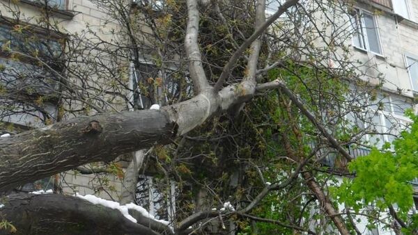 В столичном секторе Ботаника на улице Дечебал в любой момент на пятиэтажку может рухнуть дерево - Sputnik Moldova