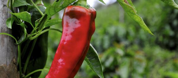 Красный перец Красный перец - Sputnik Молдова