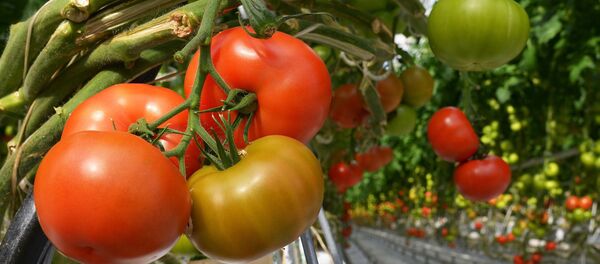 Тепличный комплекс в Хабаровске Тепличный комплекс в Хабаровске - Sputnik Moldova-România