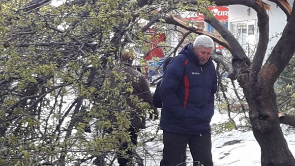 Din cauza inacțiunii autorităților trotuarele din sectorul Buiucani al capitalei sunt blocate a patra zi consecutiv de copacii doborâți de ninsoare - Sputnik Moldova