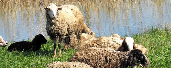Отара Отара - Sputnik Moldova-România