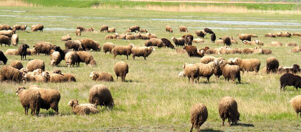 Отара - Sputnik Moldova