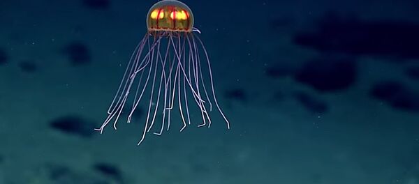 Глубоководное исследование Марианских островов Глубоководное исследование Марианских островов - Sputnik Молдова