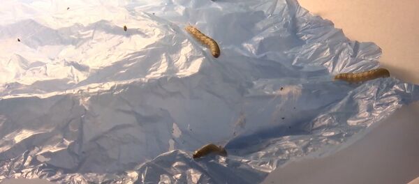 Испанские ученые показали червей, способных поедать полиэтилен - Sputnik Молдова