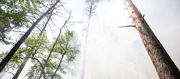 Пожары в Амурской области - Sputnik Moldova