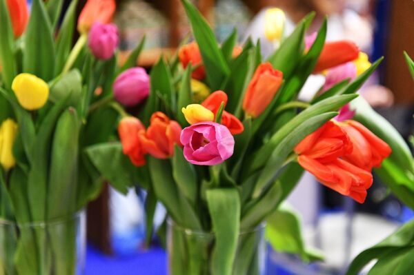 Тюльпаны Тюльпаны - Sputnik Молдова