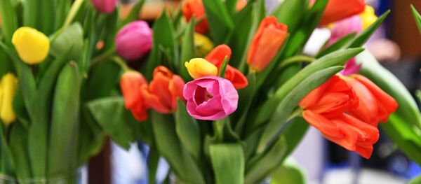 Тюльпаны Тюльпаны - Sputnik Moldova