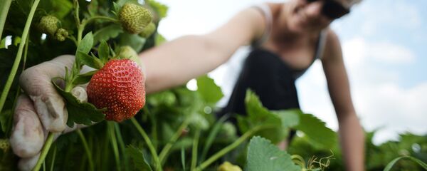Женщина собирает клубнику, фото из архива Женщина собирает клубнику, фото из архива - Sputnik Молдова