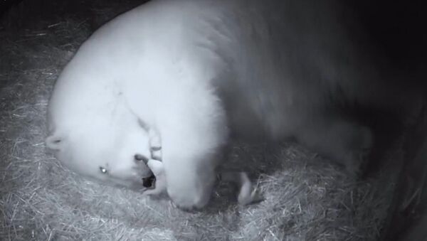 Первые кадры родившихся в Австралии белых медвежат - Sputnik Молдова