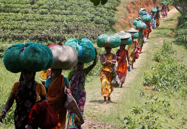 Работники несут мешки с листьями чая, Индия - Sputnik Молдова