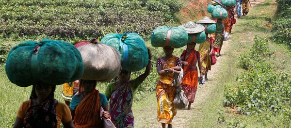 Работники несут мешки с листьями чая, Индия - Sputnik Moldova-România