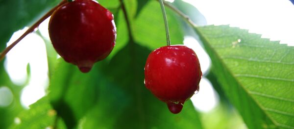 Черешня - Sputnik Moldova