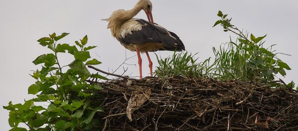 Аисты в Ленинградской области - Sputnik Moldova