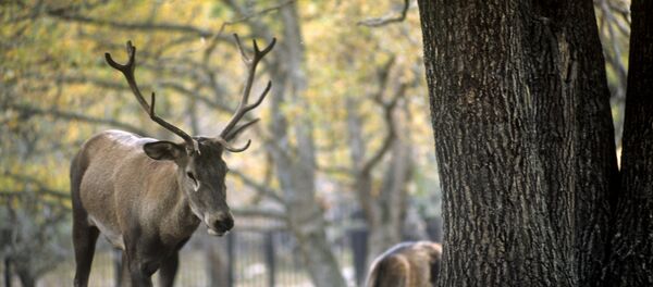 Благородный олень Благородный олень - Sputnik Молдова