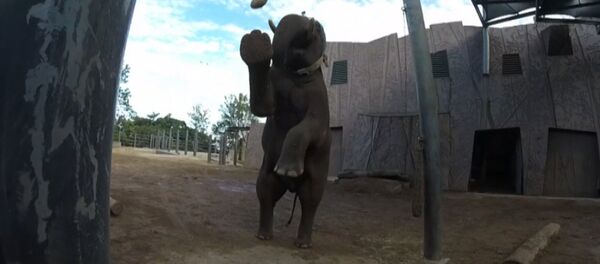 Слон из зоопарка в Сиднее отфутболил мяч для регби и снял удар на камеру Слон из зоопарка в Сиднее отфутболил мяч для регби и снял удар на камеру - Sputnik Молдова