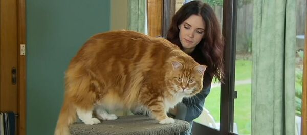 Претендент на звание самого длинного кота - Sputnik Молдова