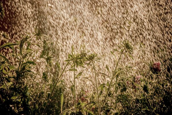 Светлана Тарасова, Россия. Огород. - Sputnik Молдова