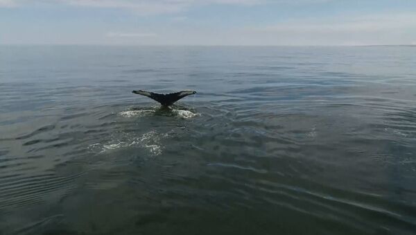 У берегов Камчатки обнаружили 12 горбатых китов. Кадры с дрона - Sputnik Молдова