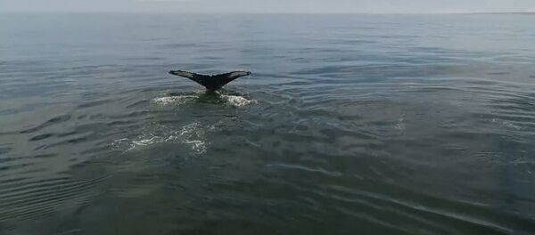 У берегов Камчатки обнаружили 12 горбатых китов. Кадры с дрона - Sputnik Молдова