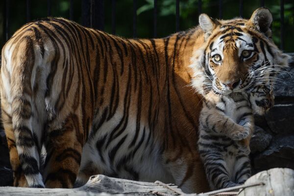 В Новосибирском зоопарке родились тигрята - Sputnik Молдова