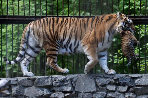 В Новосибирском зоопарке родились тигрята - Sputnik Молдова