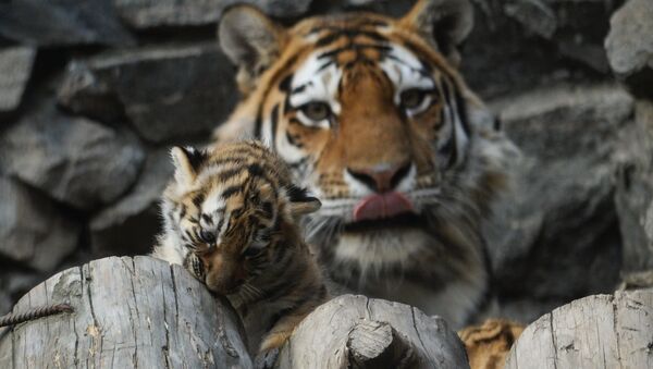 В Новосибирском зоопарке родились тигрята - Sputnik Moldova-România