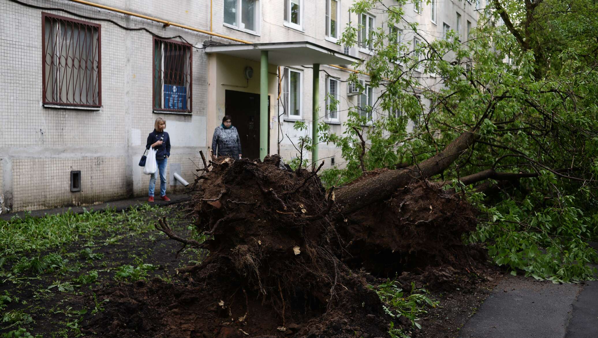 Ураган в Москве. Дерево упало на частный дом. Ураган в Москве 2017 последствия.