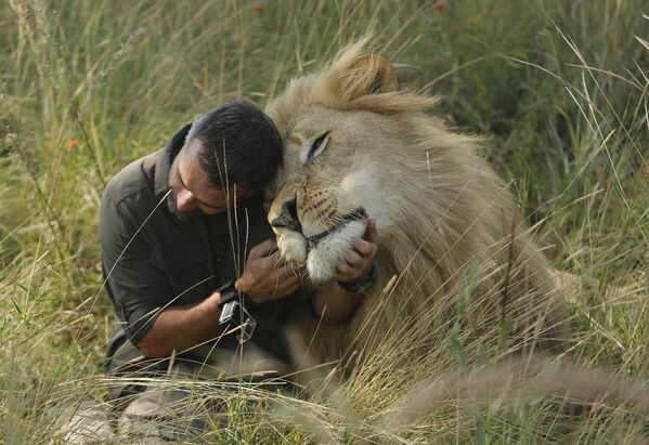 Заклинатель львов Кевин Ричардсон обнимается и целуется со львом недалеко от Претории, ЮАР - Sputnik Молдова
