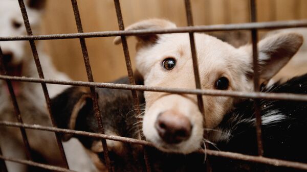 Пункт кратковременного содержания бездомных животных - Sputnik Moldova