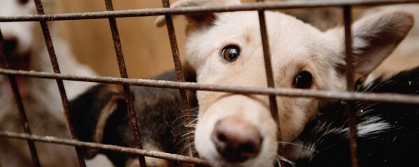 Пункт кратковременного содержания бездомных животных Пункт кратковременного содержания бездомных животных - Sputnik Moldova