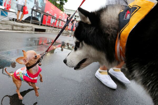 Домашние животные перед мини-марафоном для собак в Бангкоке - Sputnik Молдова