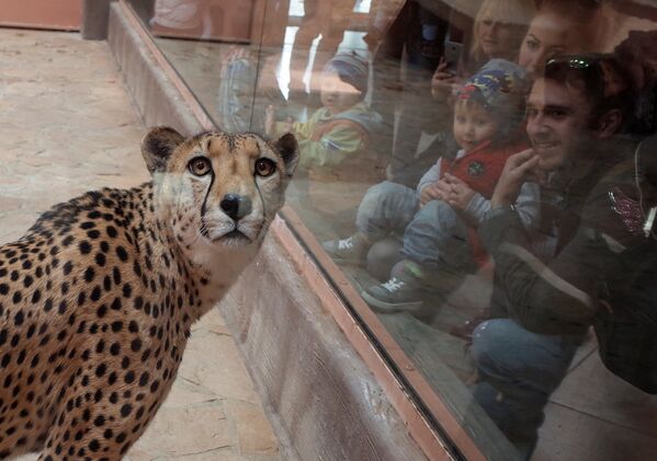 Посетители смотрят на гепарда в частном зоопарке в Демидова - Sputnik Молдова