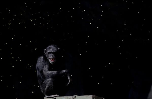 Шимпанзе следит за тем, как рабочий бросает горсти зерна - Sputnik Молдова
