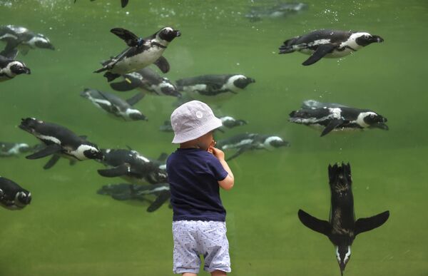 Мальчик наблюдает за пингвинами - Sputnik Молдова