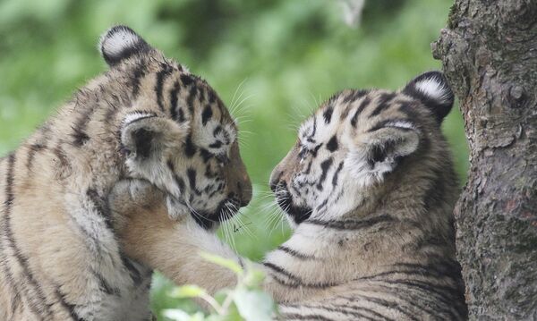 Тигры-близнецы Акина и Леня играют в зоопарке Лейпцига - Sputnik Молдова