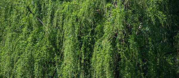 Padure - Sputnik Moldova