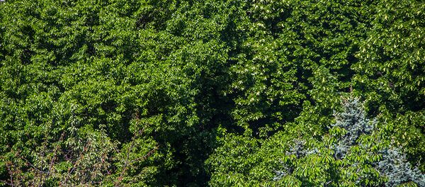 Padure - Sputnik Moldova