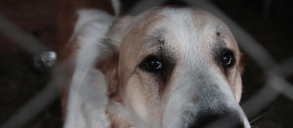 Приют для собак - Sputnik Moldova