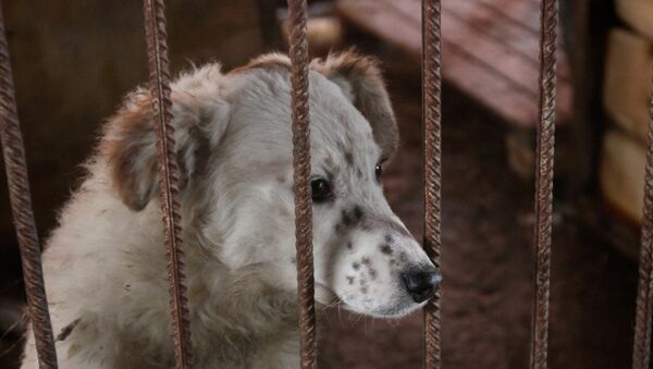 Работа приюта для собак Друг в Омске - Sputnik Молдова