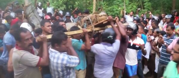 Пятиметровый крокодил - Sputnik Молдова