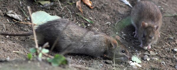 Șobolani Șobolani - Sputnik Moldova