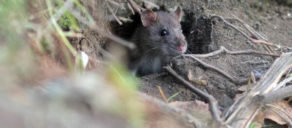 Șobolan - Sputnik Moldova