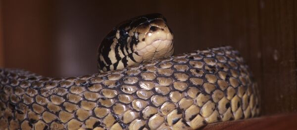 Московский зоопарк Московский зоопарк - Sputnik Молдова