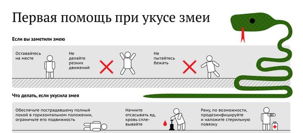 Первая помощь при укусе змеи Первая помощь при укусе змеи - Sputnik Молдова